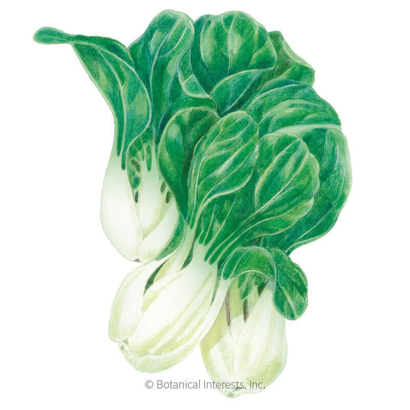 Baby Choi Bok Choy Seeds