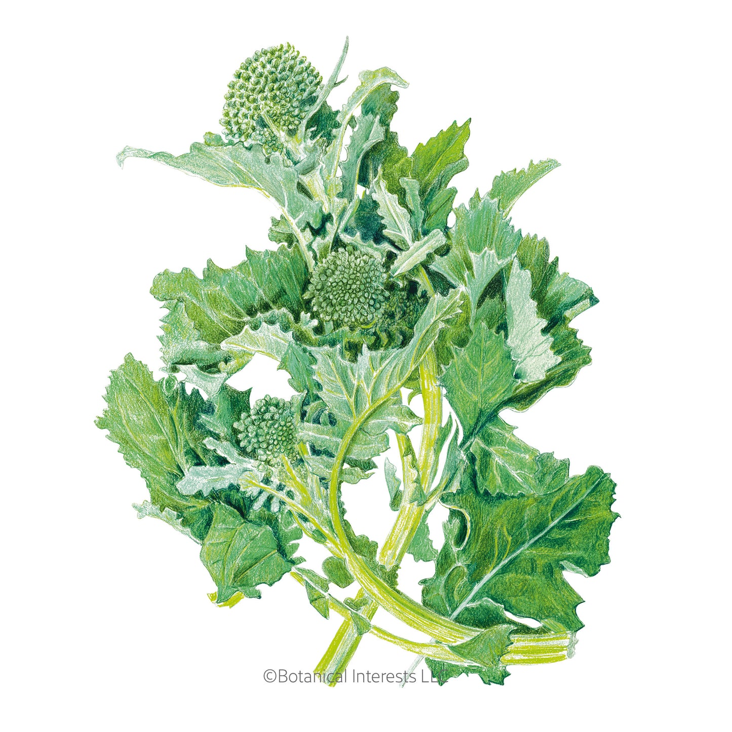 Rapini Broccoli Raab Seeds