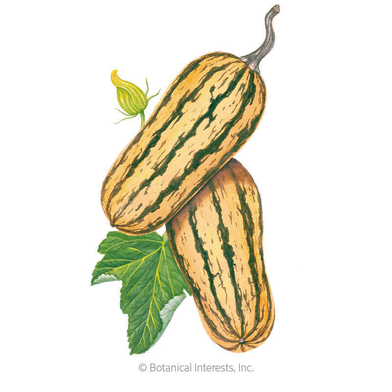 Honey Boat Winter Delicata Squash Seeds