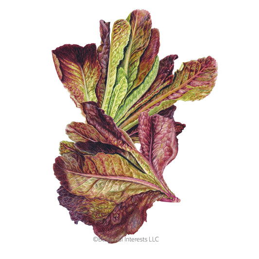 Rouge d'Hiver Romaine Lettuce Seeds