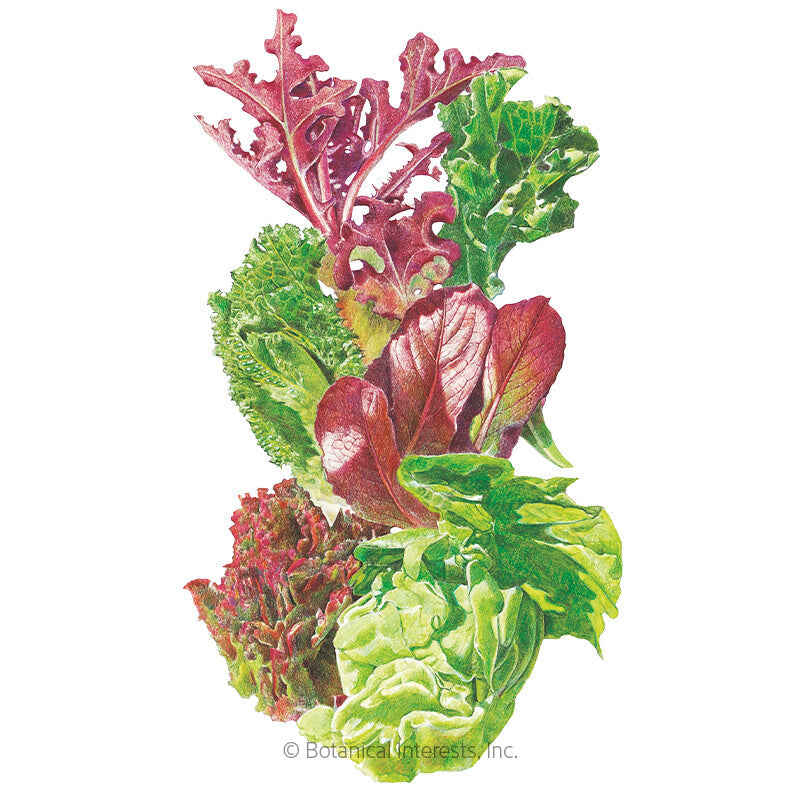 Gourmet Baby Greens Mesclun Lettuce Seeds