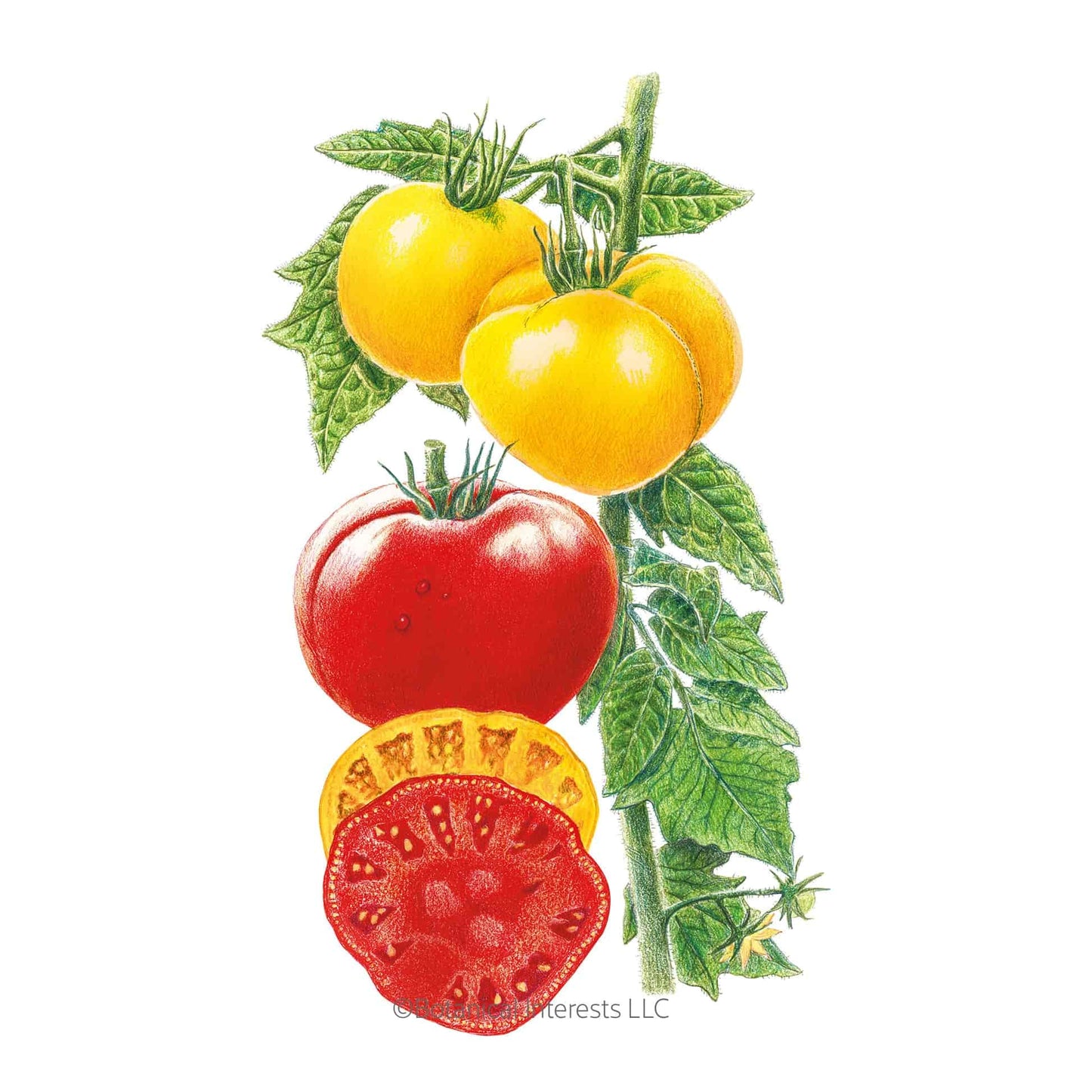 Brandywine Red & Yellow Blend Pole Tomato Seeds