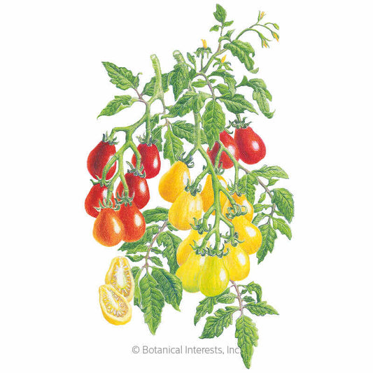 Red & Yellow Pear Blend Pole Cherry Tomato Seeds