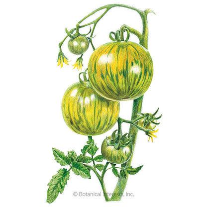 Green Zebra Pole Tomato Seeds