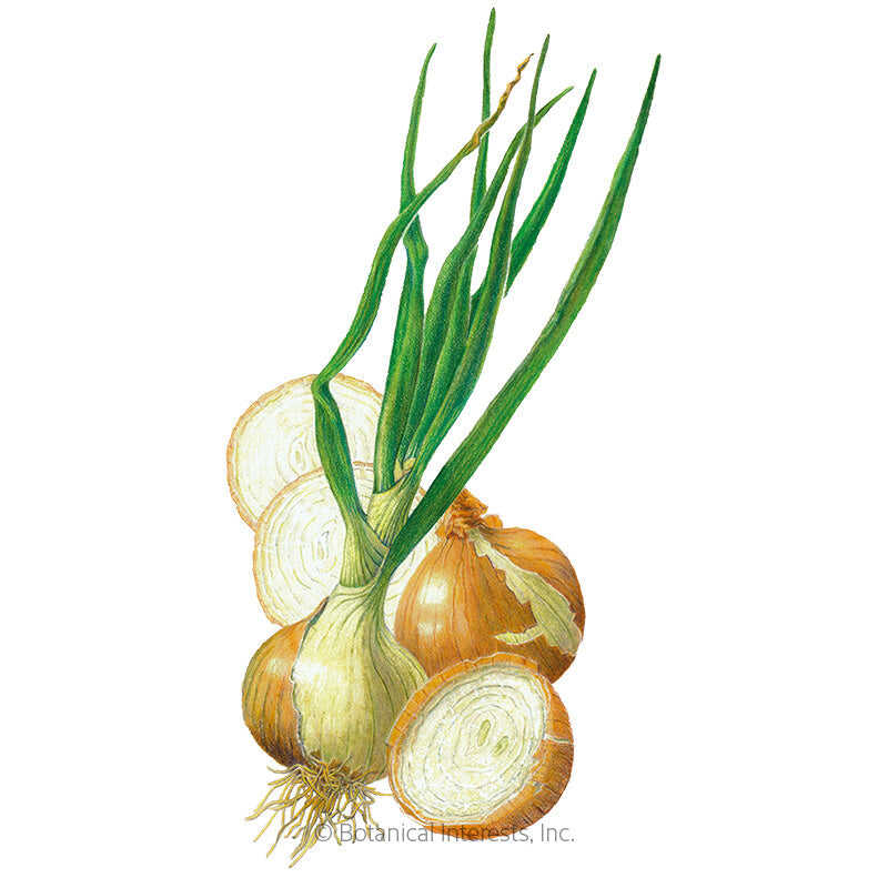 Walla Walla Bulb Onion Seeds