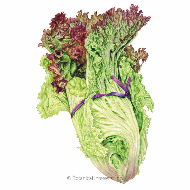 New Red Fire Leaf Lettuce Seeds