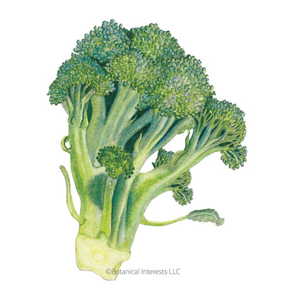 Belstar Broccoli Seeds