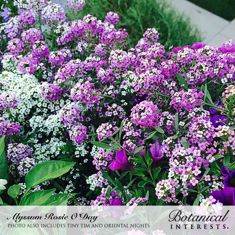 Oriental Nights Sweet Alyssum Seeds