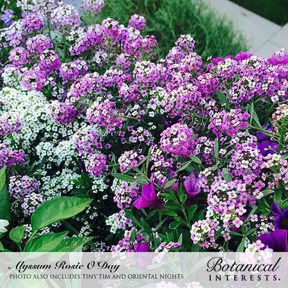 Oriental Nights Sweet Alyssum Seeds