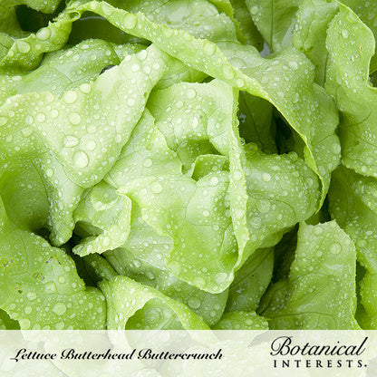 Buttercrunch Butterhead Lettuce Seeds