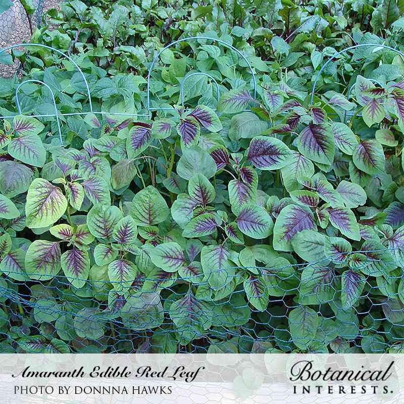 Edible Red Leaf Amaranth Seeds