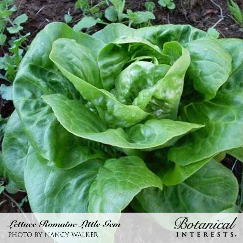 Little Gem Mini-Romaine Lettuce Seeds