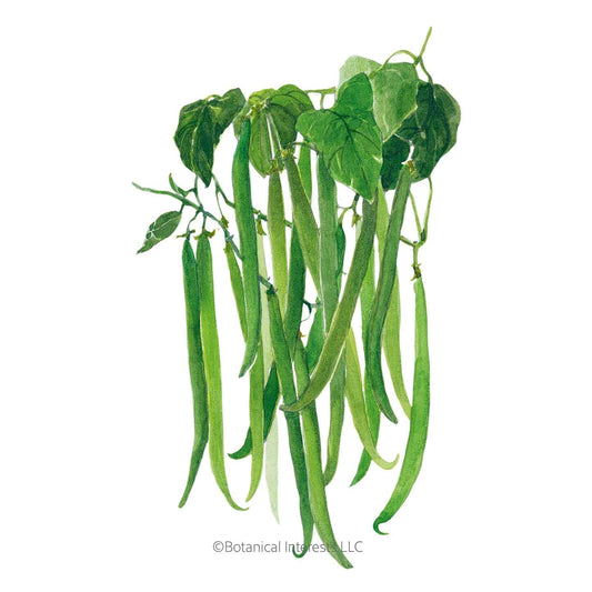 Maxibel Filet Bush Bean Seeds