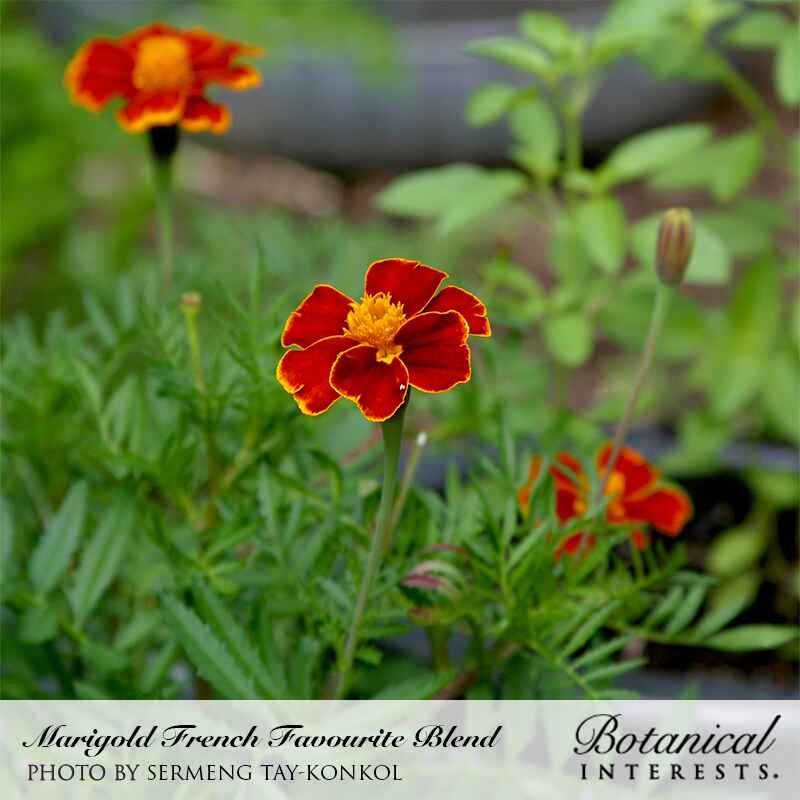 Favourite Blend French Marigold Seeds