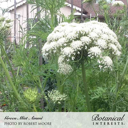 Green Mist Ammi Seeds