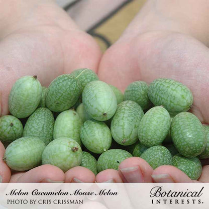 Mouse Melon Cucamelon Melon Seeds