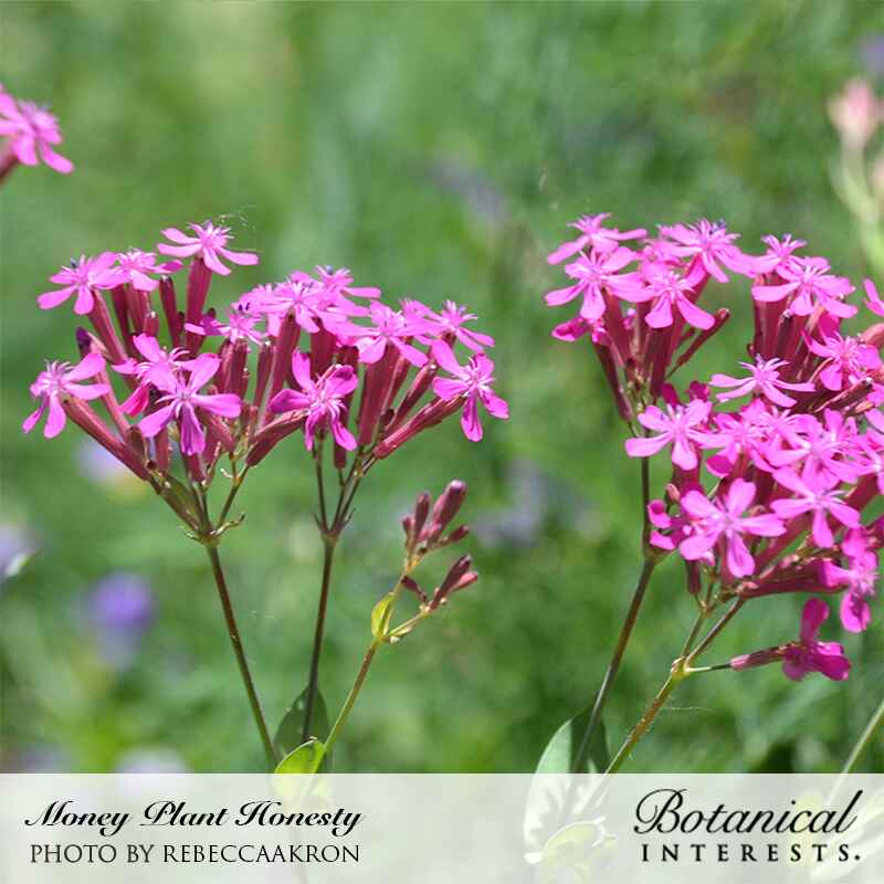 Honesty Money Plant Seeds