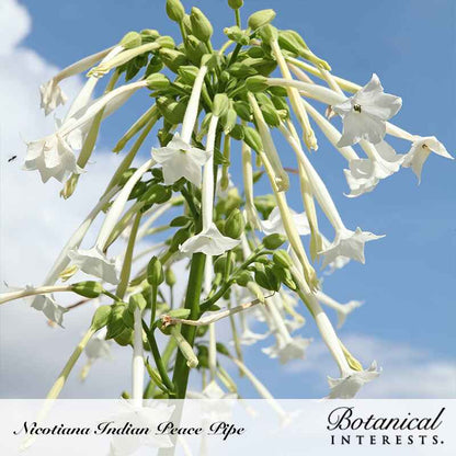 Indian Peace Pipe Nicotiana Seeds