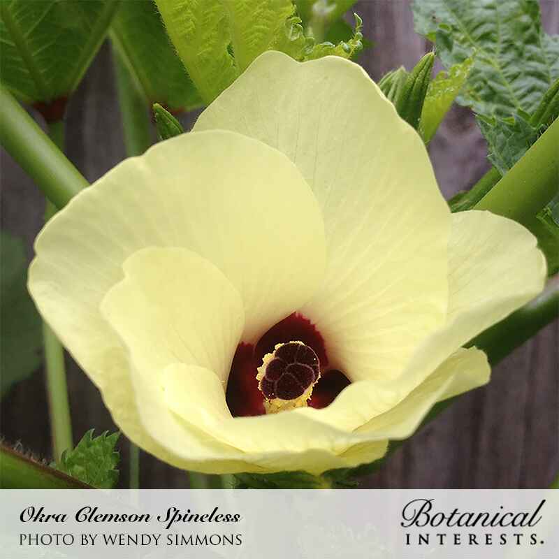 Clemson Spineless 80 Okra Seeds