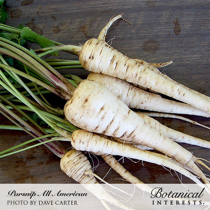 All American Parsnip Seeds