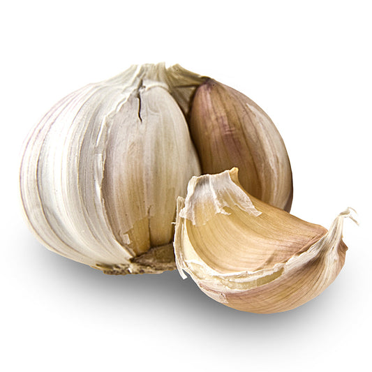 Elephant Hardneck Garlic - USDA Certified Organic