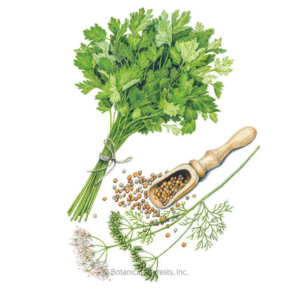 Moroccan Cilantro/Coriander