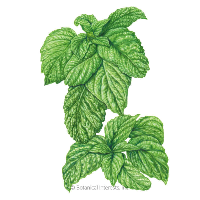 Lettuce Leaf Basil Seeds