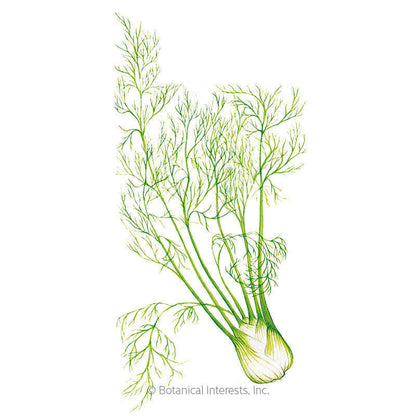 Finocchio Fennel Seeds