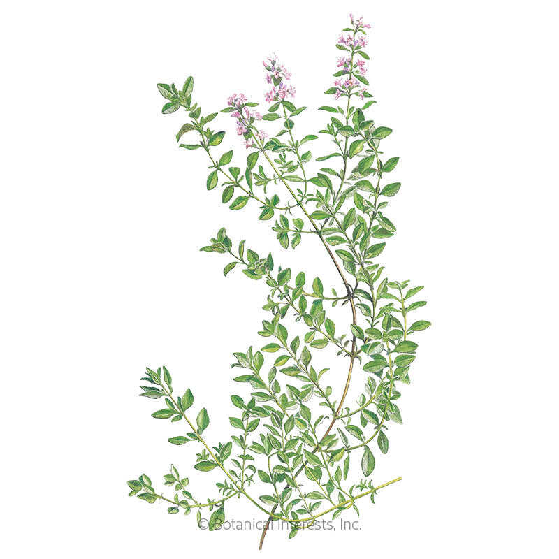 English Thyme Seeds – Botanical Interests