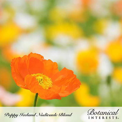 Nudicaule Blend Iceland Poppy Seeds