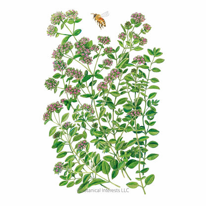 Marjoram Seeds