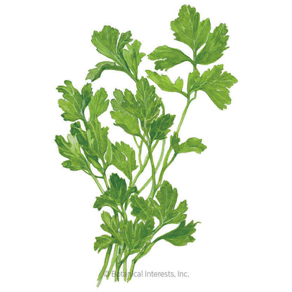 Flat Leaf Parsley Seeds