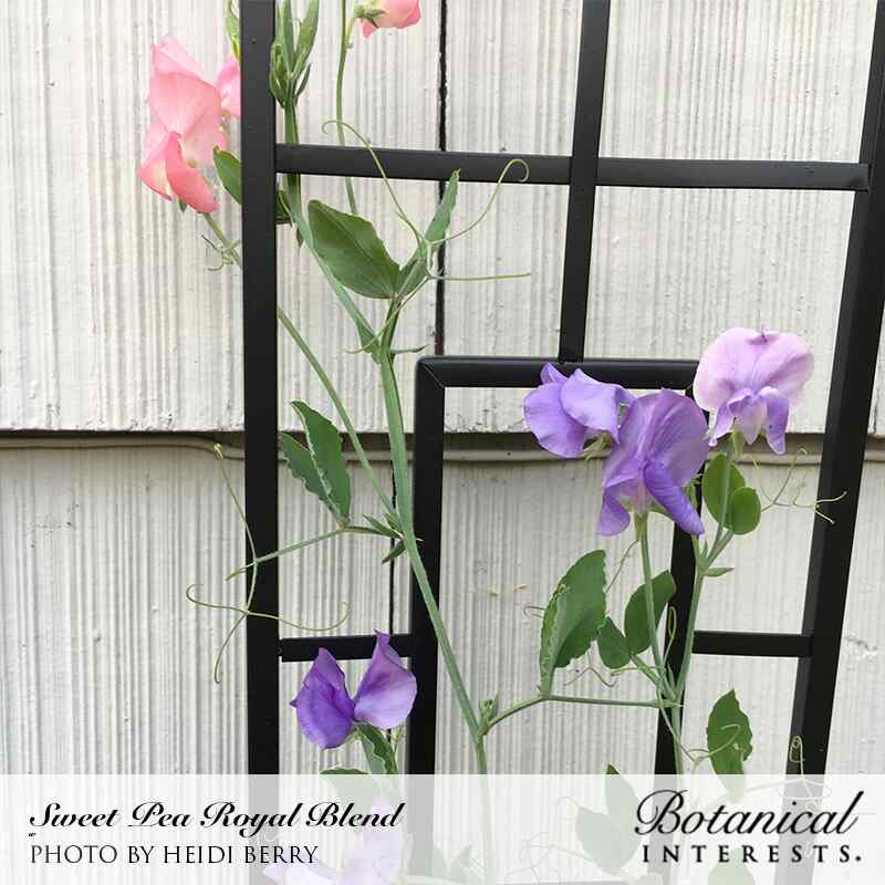 Royal Blend Sweet Pea Seeds