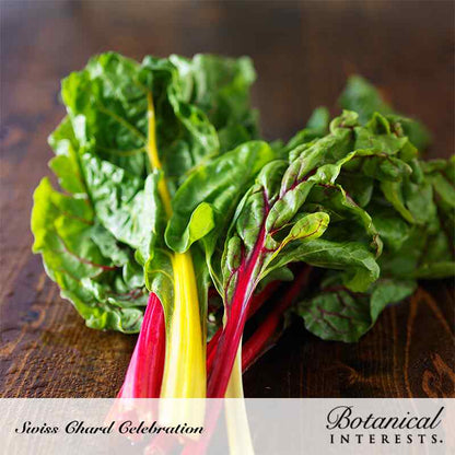 Celebration Swiss Chard Seeds