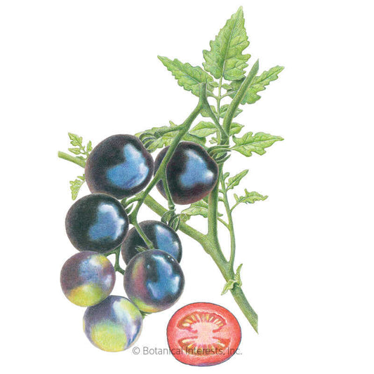 Indigo Rose Pole Cherry Tomato Seeds