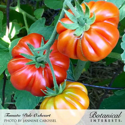 Oxheart Pole Tomato Seeds