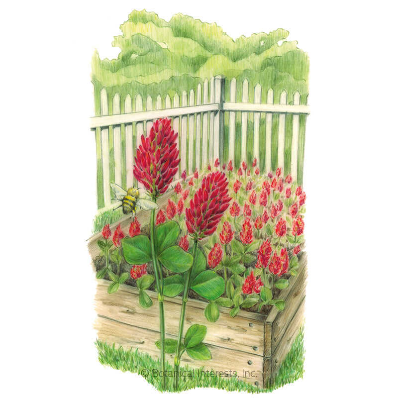 Crimson Clover Cover Crop Seeds