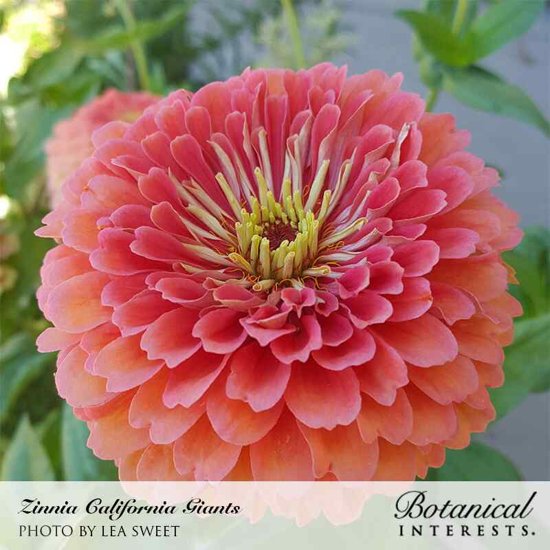 California Giants Blend Zinnia Seeds