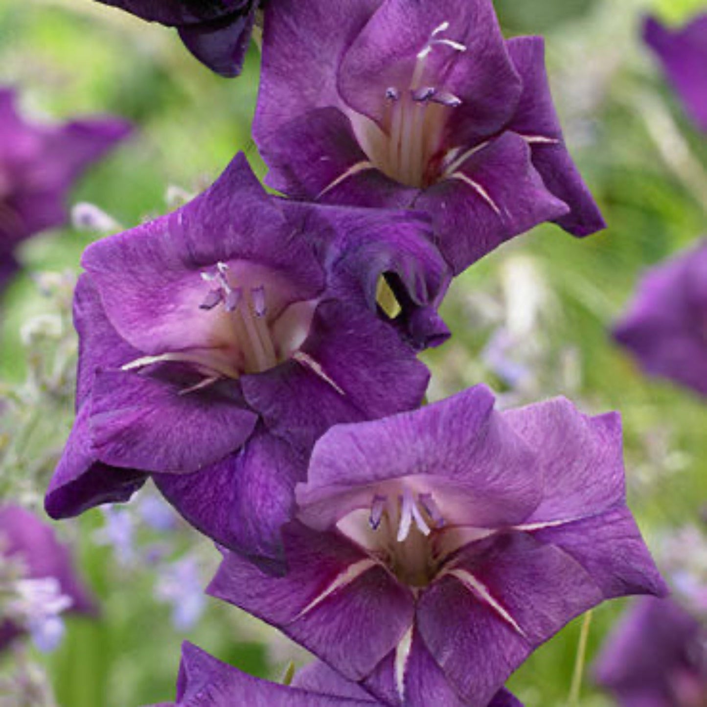 Flirty Gladiolus Bulbs