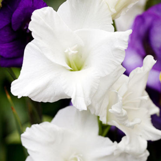 White Prosperity Gladiolus Bulbs