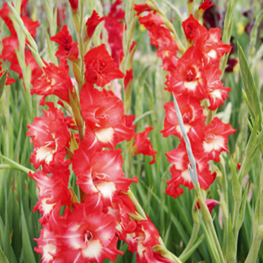 Helvetia Gladiolus Bulbs