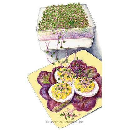 Purple Kohlrabi Sprouts Seeds