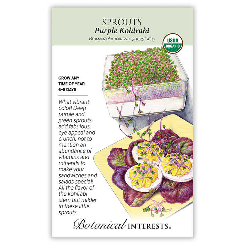 Purple Kohlrabi Sprouts Seeds