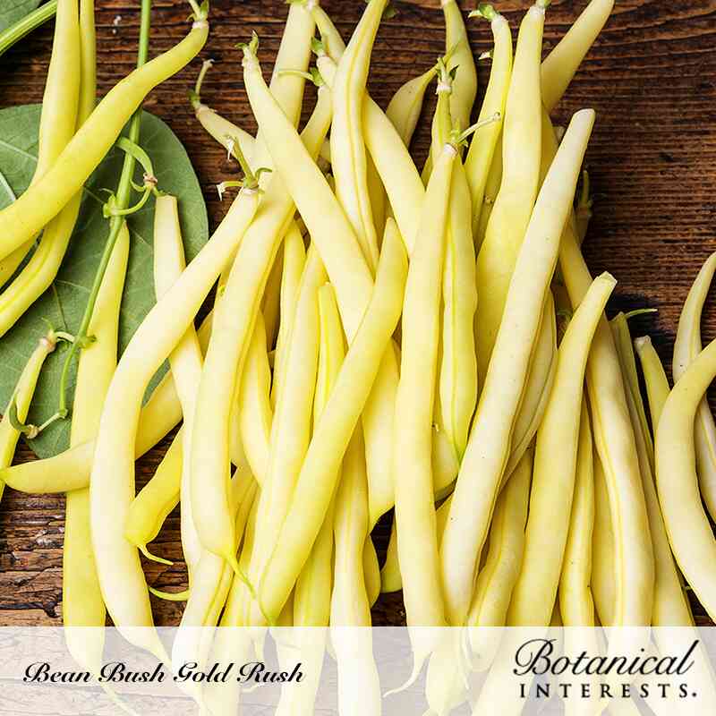 Gold Rush Bush Bean Seeds