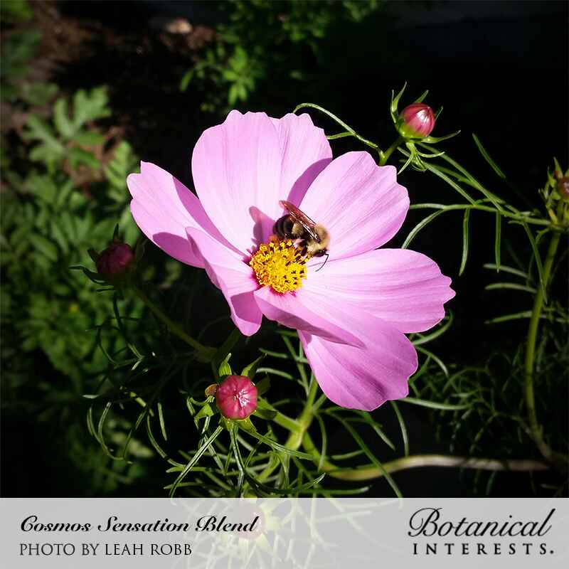 Sensation Blend Cosmos Seeds – Botanical Interests