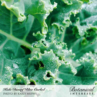 Dwarf Blue Curled Kale Seeds