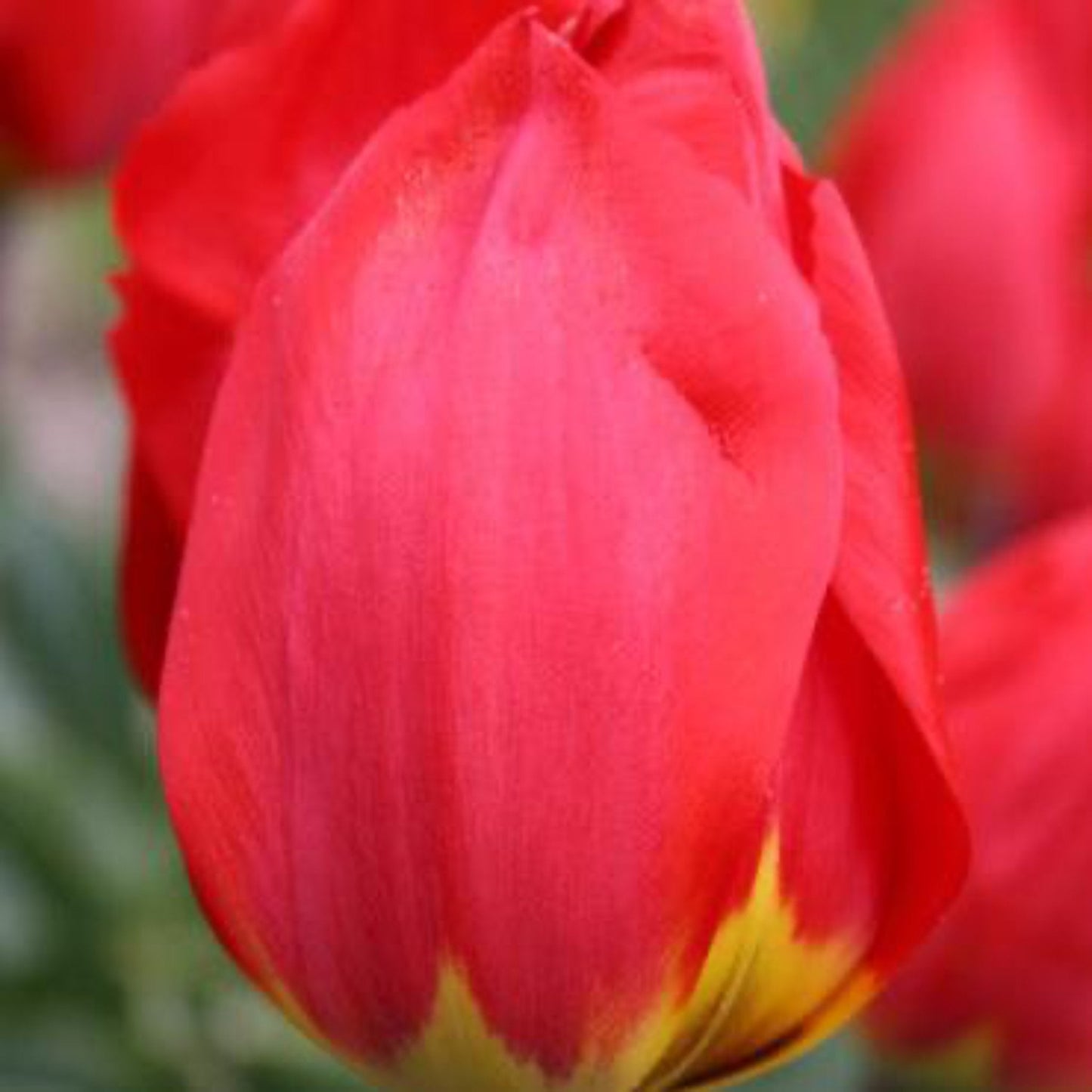 Ile De France Tulip Bulbs