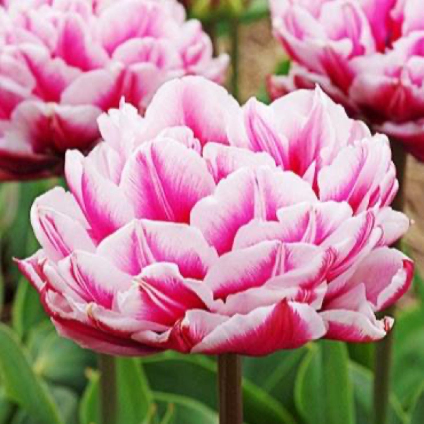 Columbus Tulip Bulbs