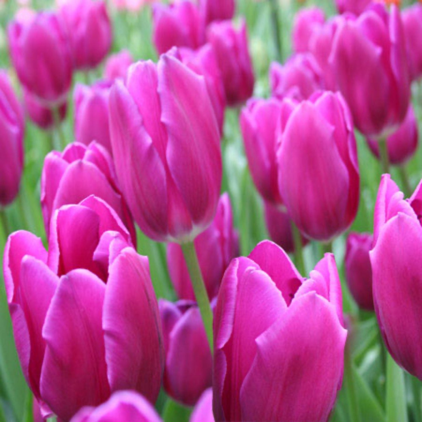 Kansas Proud Tulip Bulbs