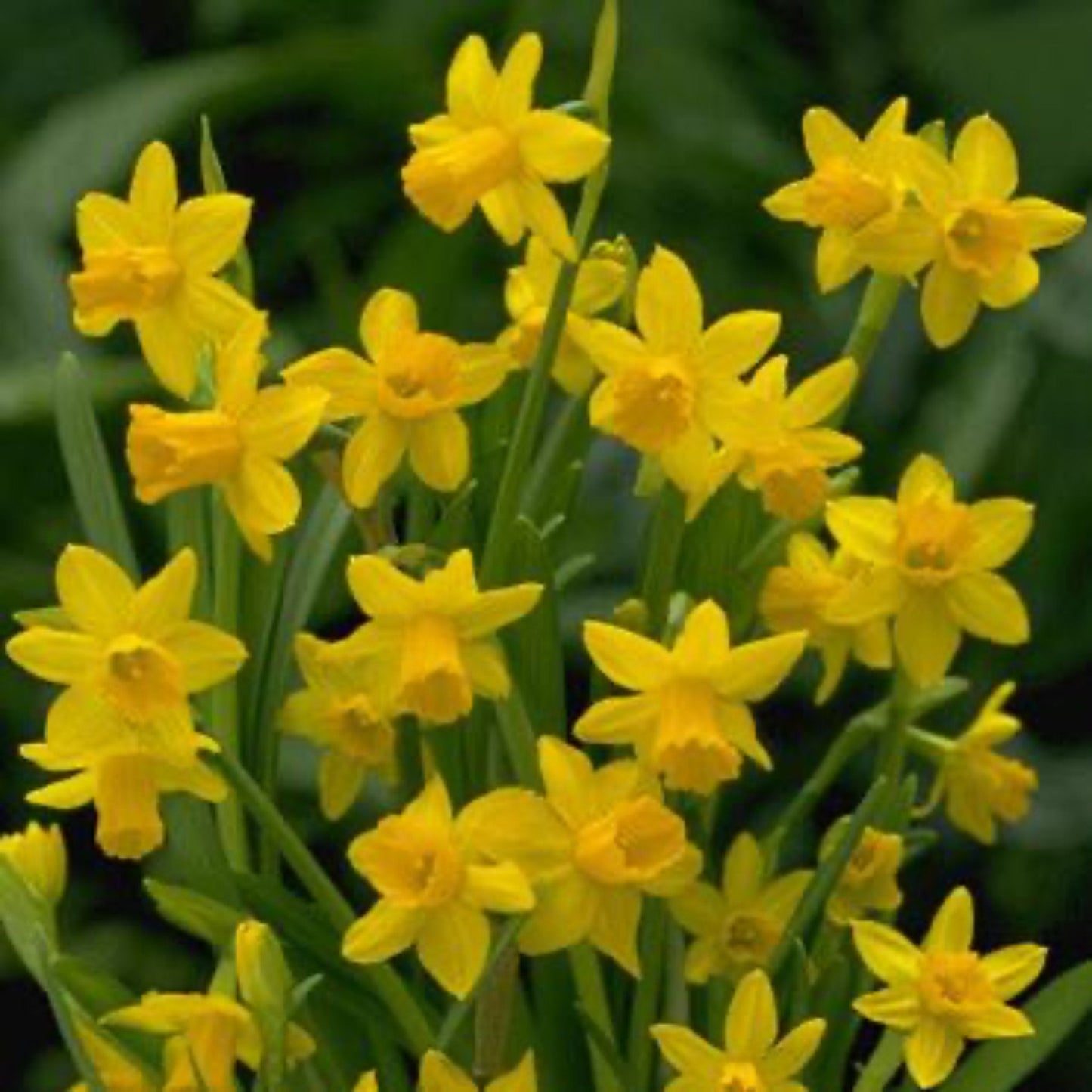 Yellow Sailboat Daffodil Bulbs